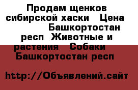 Продам щенков сибирской хаски › Цена ­ 25 000 - Башкортостан респ. Животные и растения » Собаки   . Башкортостан респ.